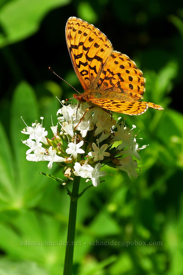 western meadow fritillary butterfly (Boloria epithore) [Blair Meadows, Willamette National Forest, Lane County, Oregon]