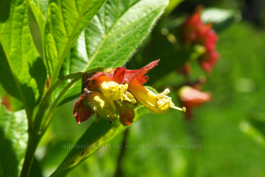 twinberry flowers (Lonicera involucrata) [Blair Meadows, Willamette National Forest, Lane County, Oregon]