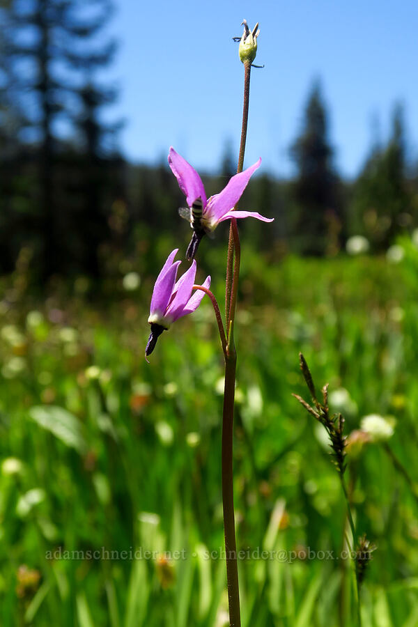 tall mountain shooting stars (Dodecatheon jeffreyi (Primula jeffreyi)) [Blair Meadows, Willamette National Forest, Lane County, Oregon]