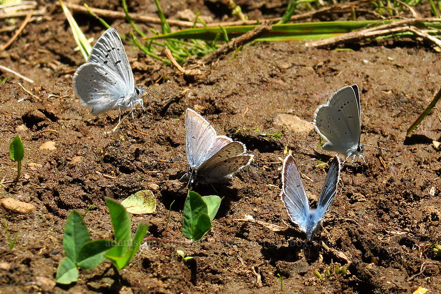 blue butterflies [Blair Meadows, Willamette National Forest, Lane County, Oregon]