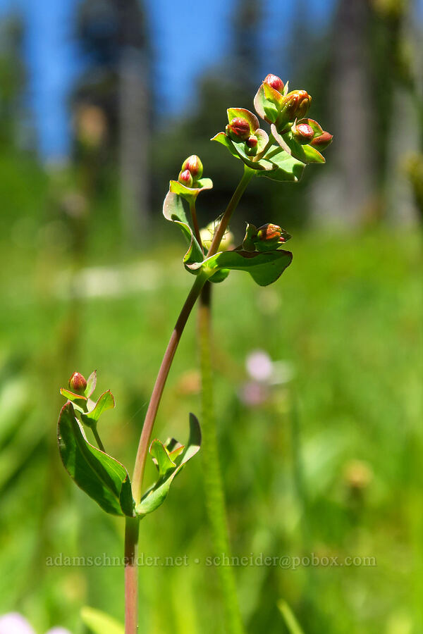 western St.-John's-wort (Hypericum scouleri) [Blair Meadows, Willamette National Forest, Lane County, Oregon]