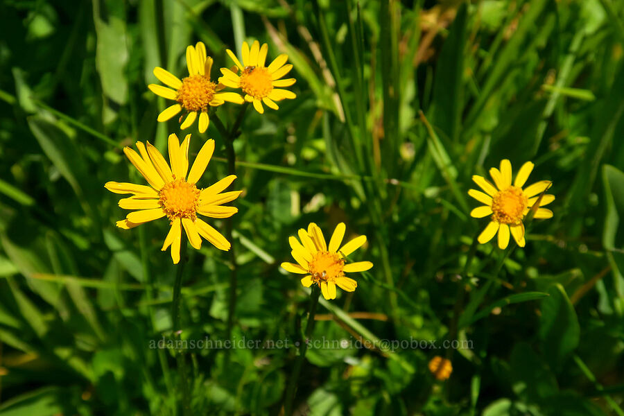 alpine meadow groundsel (Packera subnuda var. subnuda (Senecio cymbalarioides)) [Blair Meadows, Willamette National Forest, Lane County, Oregon]