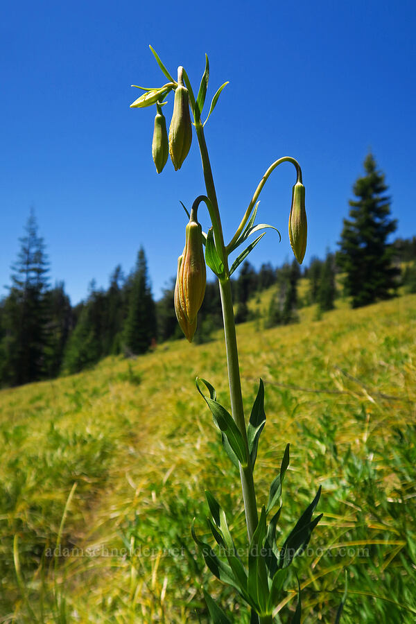 Columbia tiger lily, budding (Lilium columbianum) [Beal Prairie, Willamette National Forest, Lane County, Oregon]