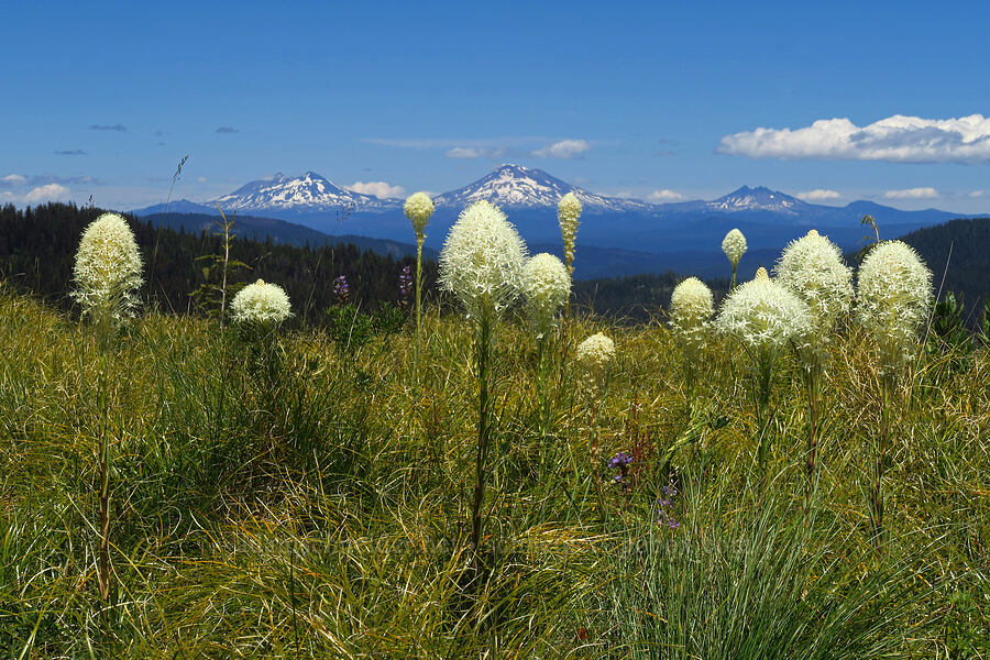 beargrass & volcanoes (Xerophyllum tenax) [Spring Prairie, Willamette National Forest, Lane County, Oregon]