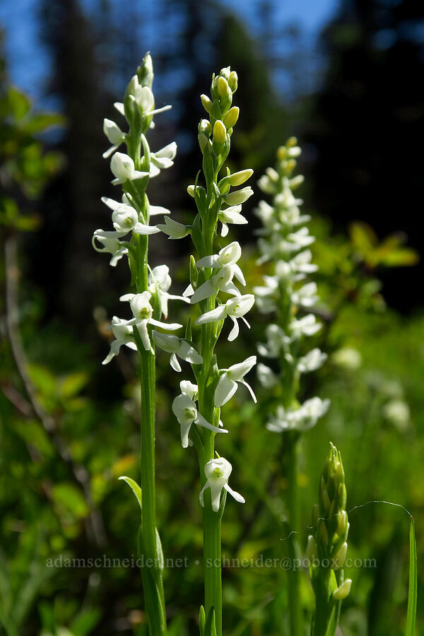 white bog orchid (Platanthera dilatata (Habenaria dilatata)) [Blair Meadows, Willamette National Forest, Lane County, Oregon]