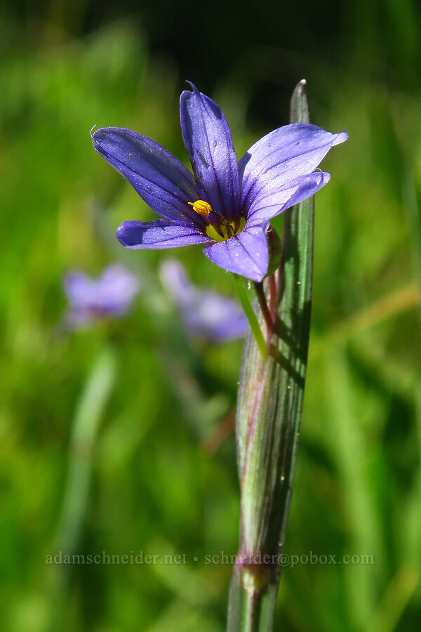 Idaho blue-eyed-grass (Sisyrinchium idahoense) [Blair Meadows, Willamette National Forest, Lane County, Oregon]
