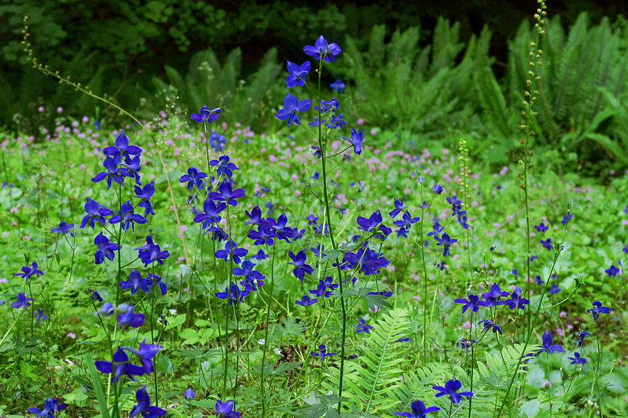 Menzies' larkspur (Delphinium menziesii) [Alpine Trail, Willamette National Forest, Lane County, Oregon]