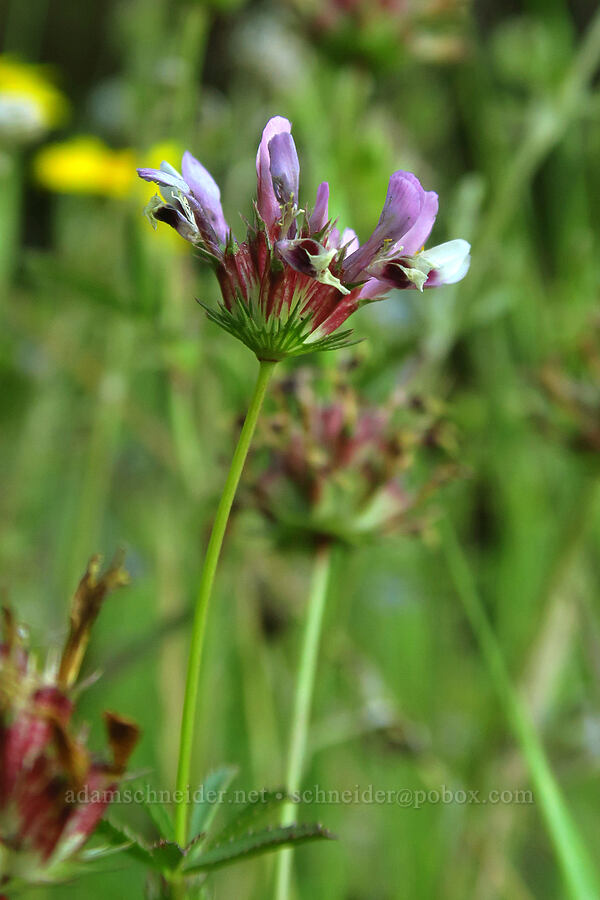 few-flowered clover (Trifolium oliganthum) [Alpine Trail, Willamette National Forest, Lane County, Oregon]