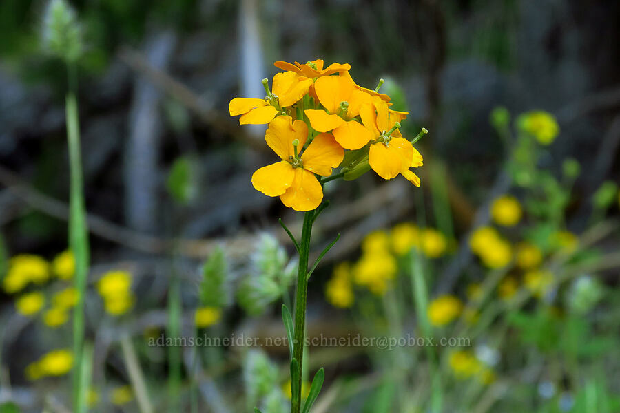 wallflower (Erysimum capitatum) [Alpine Trail, Willamette National Forest, Lane County, Oregon]
