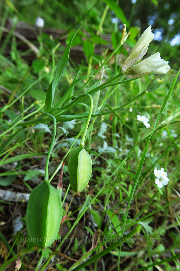 Tolmie's mariposa lily seed-pods (Calochortus tolmiei) [Alpine Trail, Willamette National Forest, Lane County, Oregon]