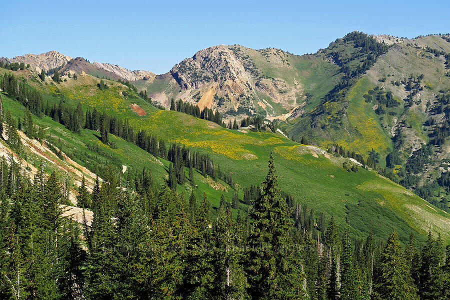 flower-covered hillsides [Cecret Lake Trail, Alta, Salt Lake County, Utah]