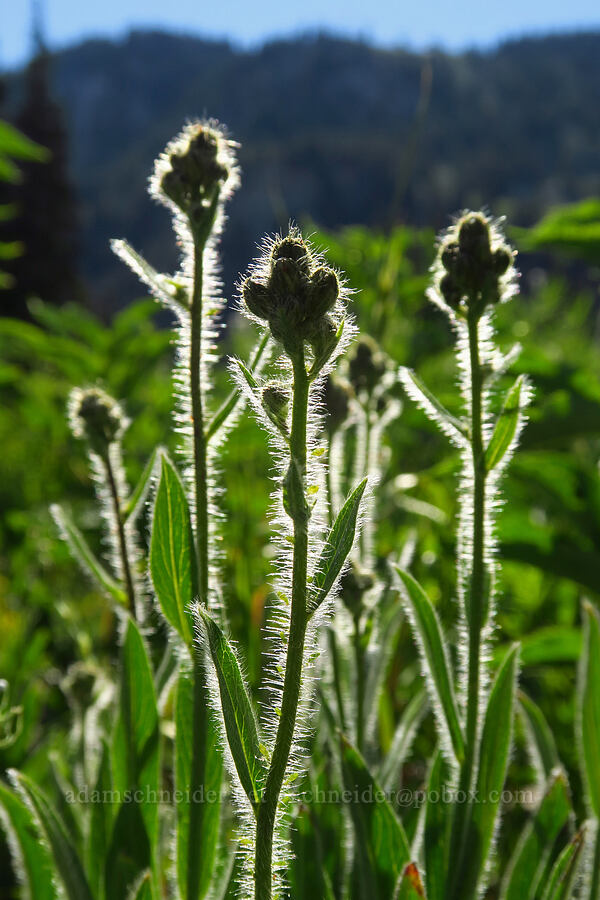 Scouler's hawkweed (woollyweed) (Hieracium scouleri (Pilosella scouleri)) [Cecret Lake Trail, Alta, Salt Lake County, Utah]