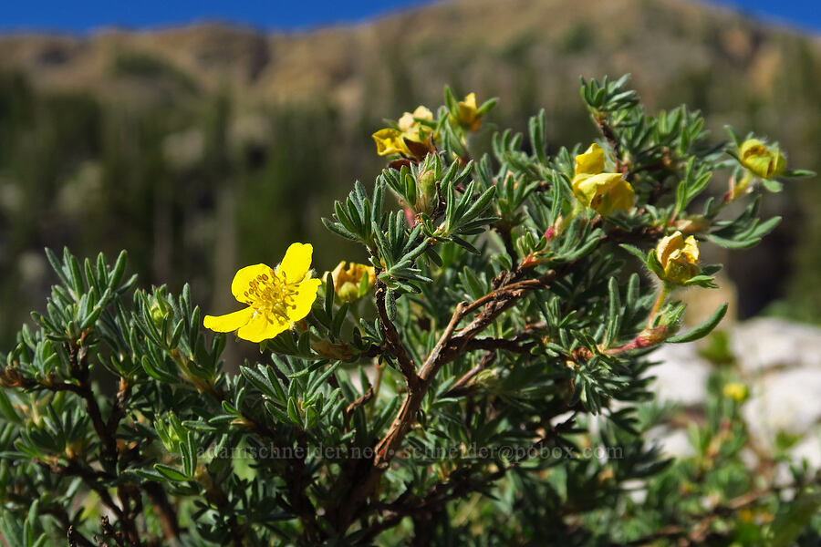 shrubby cinquefoil (Dasiphora fruticosa (Potentilla fruticosa)) [Cecret Lake Trail, Alta, Salt Lake County, Utah]