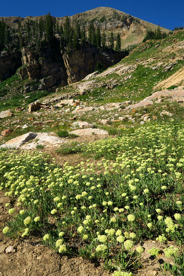parsnip-flower wild buckwheat (Eriogonum heracleoides) [Cecret Lake Trail, Alta, Salt Lake County, Utah]