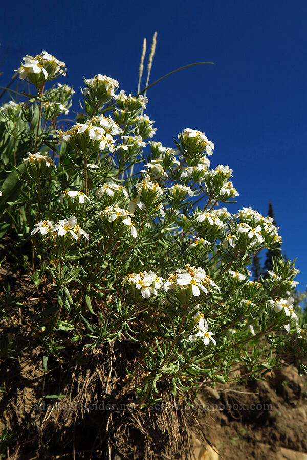 Nuttall's linanthus (Leptosiphon nuttallii (Linanthus nuttallii)) [Cecret Lake Trail, Alta, Salt Lake County, Utah]