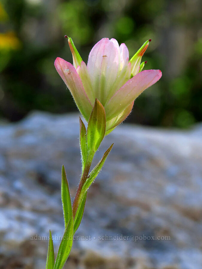 pale pink paintbrush (Castilleja rhexiifolia) [Devil's Castle Trail, Alta, Salt Lake County, Utah]
