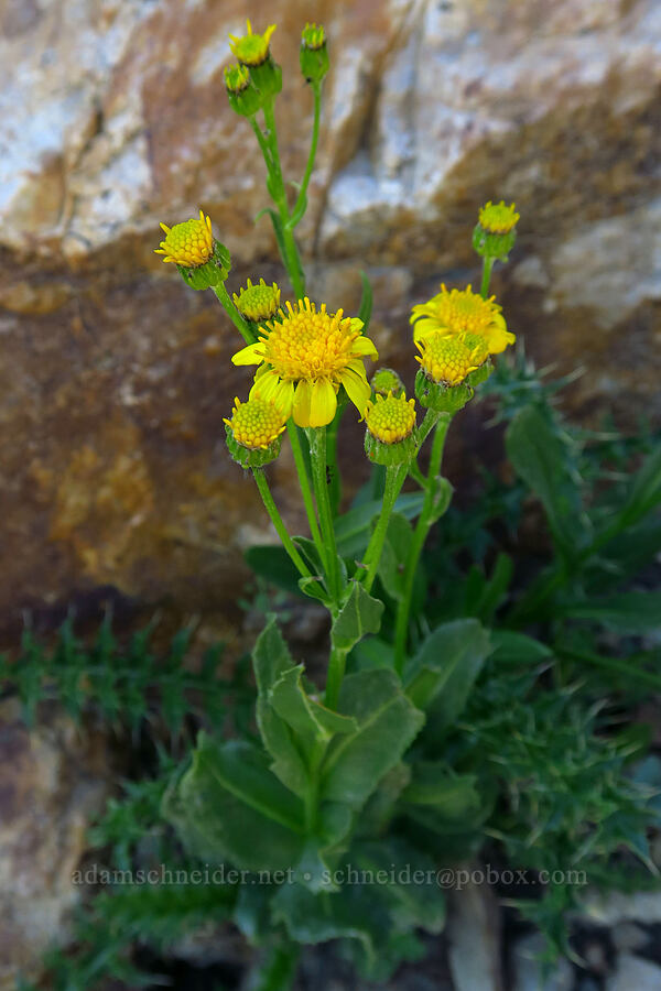 thick-leaved ragwort (Senecio crassulus) [Devil's Castle Trail, Alta, Salt Lake County, Utah]