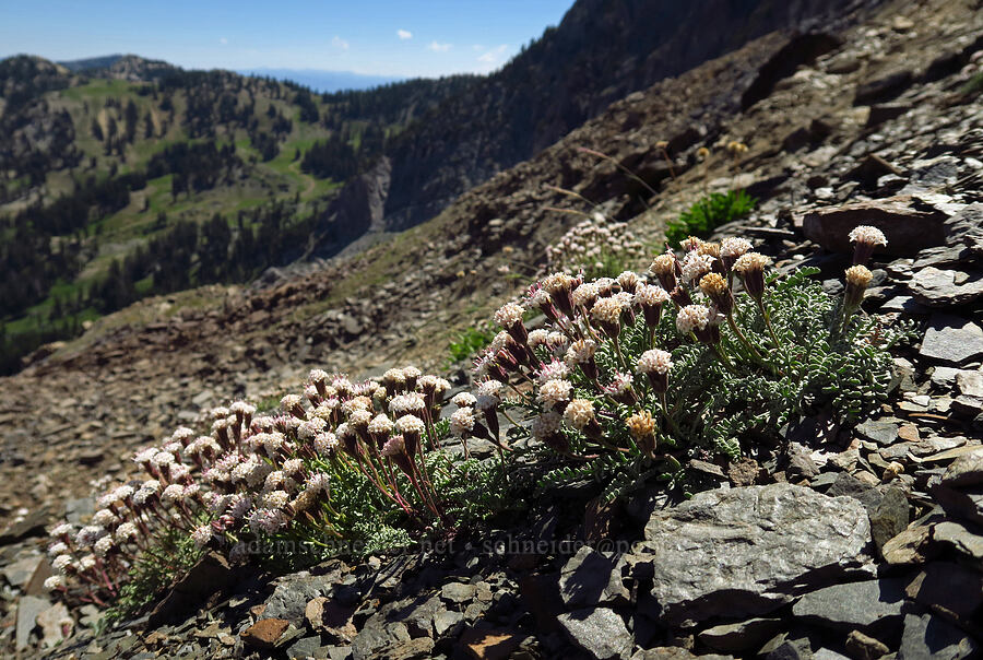 Douglas' dusty-maidens (Chaenactis douglasii) [Devil's Castle Trail, Alta, Salt Lake County, Utah]