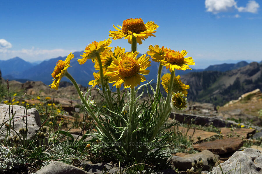 alpine sunflower (old-man-of-the-mountain) (Hymenoxys grandiflora (Tetraneuris grandiflora)) [Devil's Castle Trail, Alta, Salt Lake County, Utah]