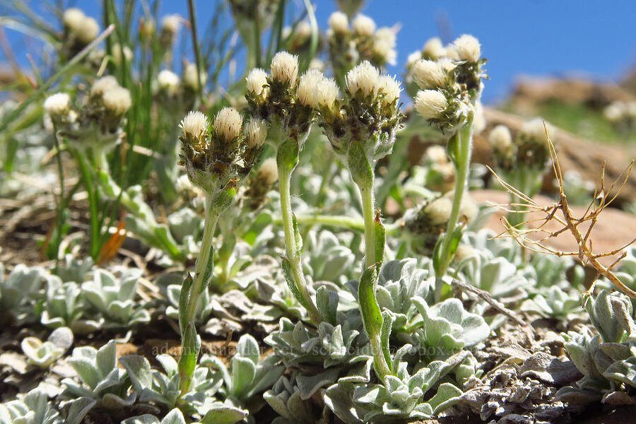 pussy-toes (Antennaria sp.) [Devil's Castle Trail, Alta, Salt Lake County, Utah]