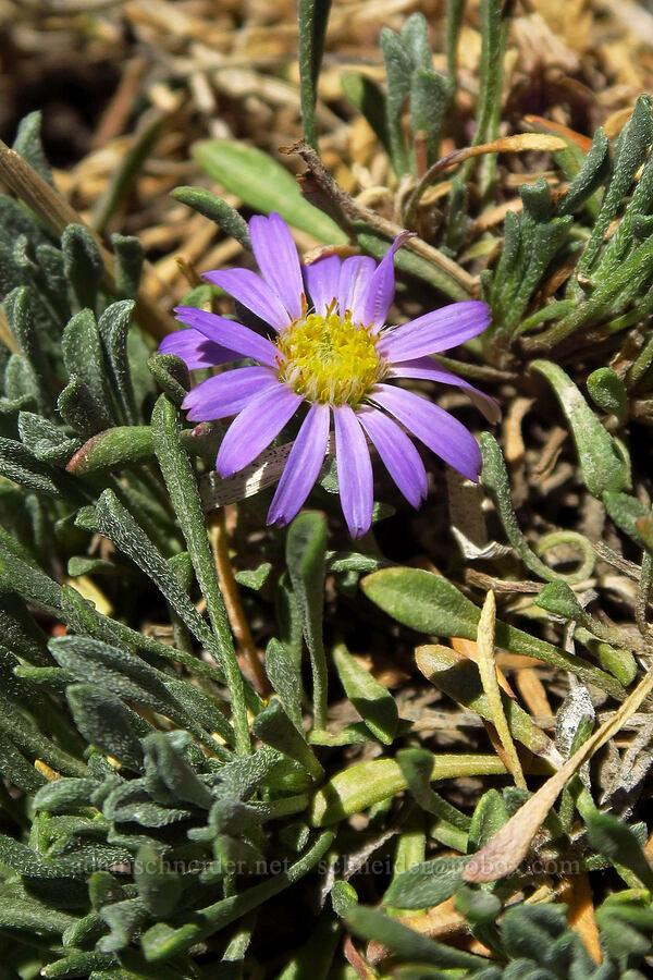 Wyoming Townsend's daisy (Townsendia montana) [Devil's Castle, Alta, Utah County, Utah]