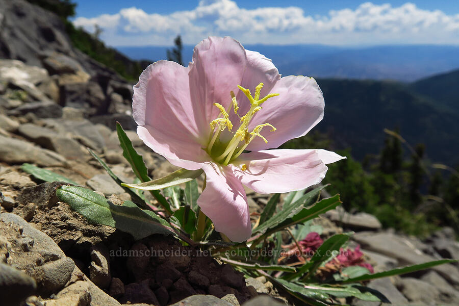 tufted evening-primrose (Oenothera caespitosa (Oenothera cespitosa)) [Devil's Castle, Alta, Utah County, Utah]