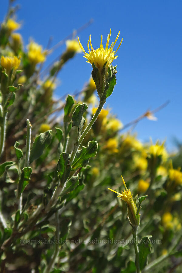 white-stem goldenbush (Ericameria discoidea (Haplopappus macronema)) [Devil's Castle, Alta, Salt Lake County, Utah]