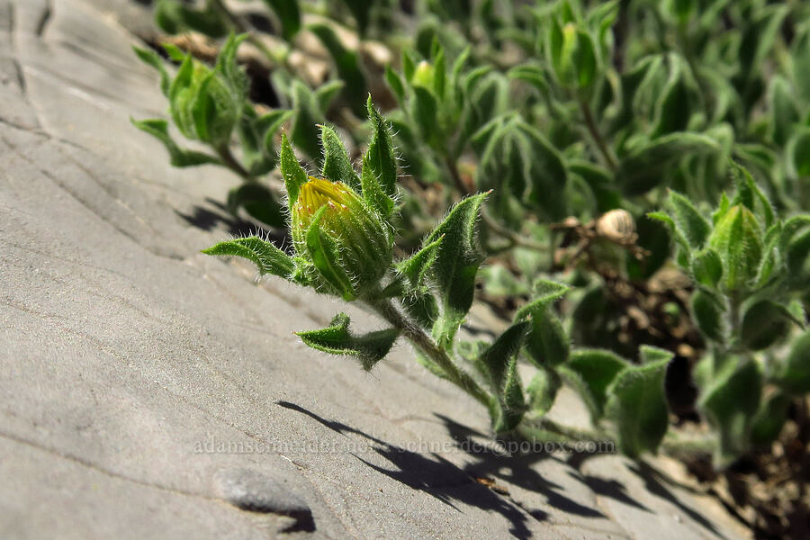 hairy golden-aster (Heterotheca hirsuta (Heterotheca villosa)) [Devil's Castle, Alta, Salt Lake County, Utah]