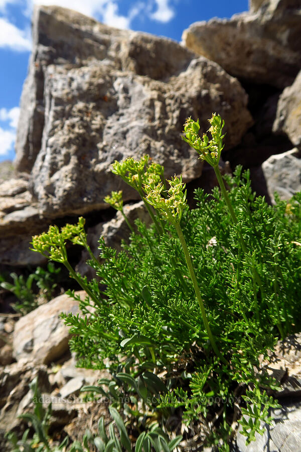 Henderson's desert parsley (Pteryxia hendersonii (Cymopterus hendersonii)) [Devil's Castle, Alta, Utah County, Utah]