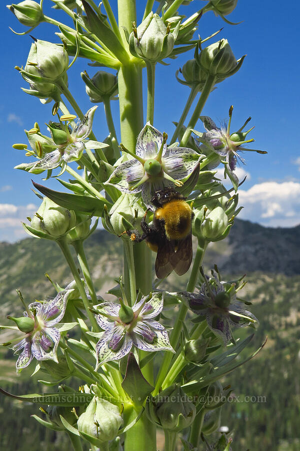 bumblebee on monument plant (Bombus sp., Frasera speciosa) [below Devil's Castle, Alta, Salt Lake County, Utah]