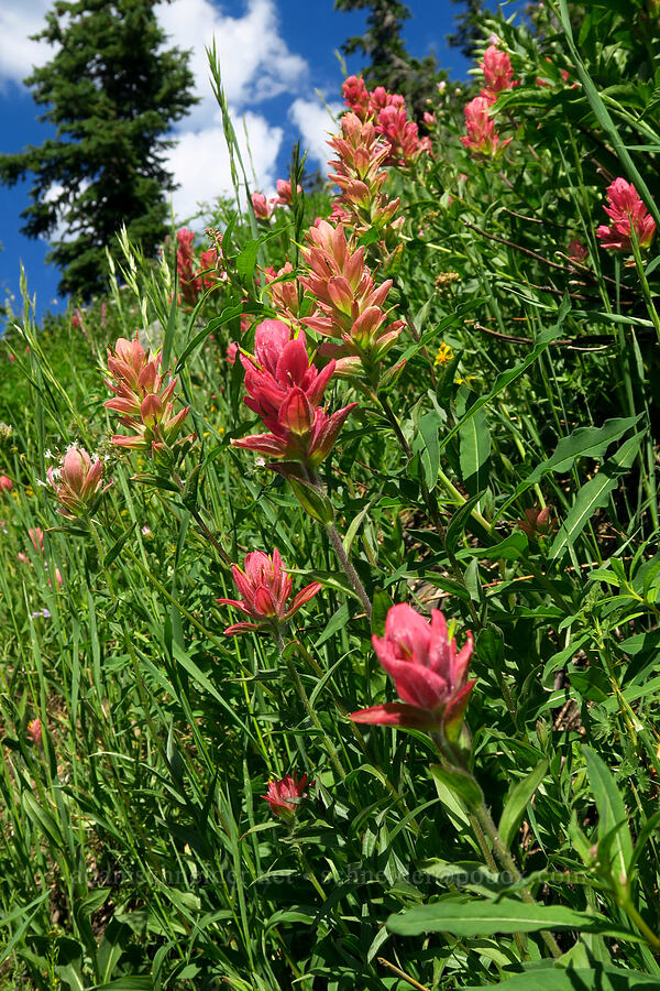 rosy paintbrush (Castilleja rhexiifolia) [below Devil's Castle, Alta, Salt Lake County, Utah]