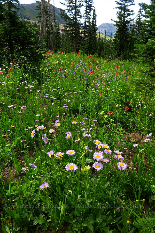 wildflowers [Devil's Castle Loop Trail, Alta, Salt Lake County, Utah]