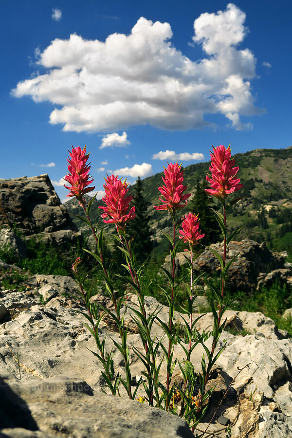 rosy paintbrush (Castilleja rhexiifolia) [Devil's Castle Loop Trail, Alta, Salt Lake County, Utah]
