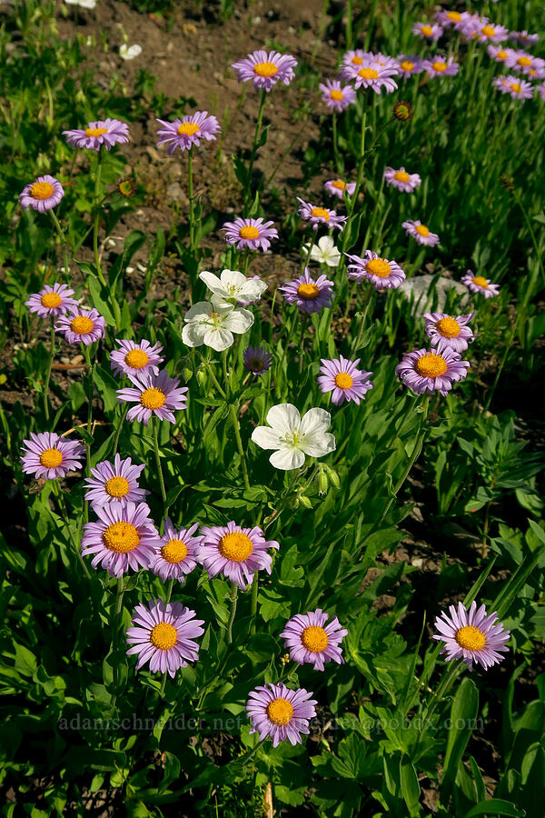 Richardson's geraniums & subalpine fleabane (Geranium richardsonii, Erigeron glacialis var. glacialis) [Devil's Castle Loop Trail, Alta, Salt Lake County, Utah]