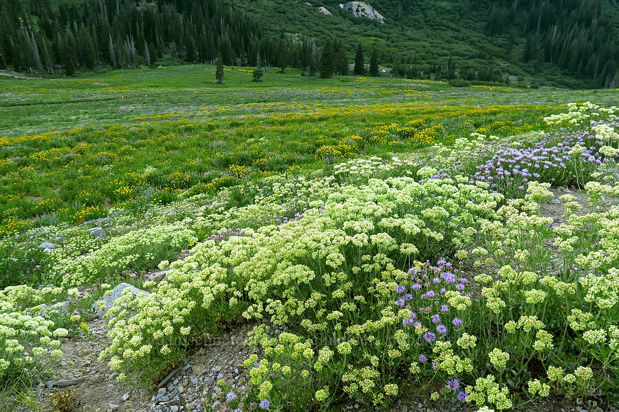 wildflowers (Eriogonum heracleoides, Monardella odoratissima, Helianthella uniflora) [Catherine Pass Trailhead, Alta, Salt Lake County, Utah]