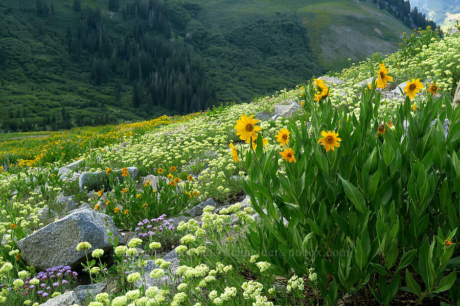 wildflowers [Albion Basin, Alta, Salt Lake County, Utah]