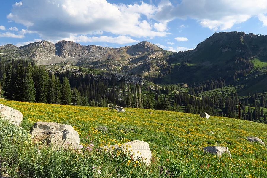 wildflowers & Albion Basin [Albion Basin Road, Alta, Salt Lake County, Utah]
