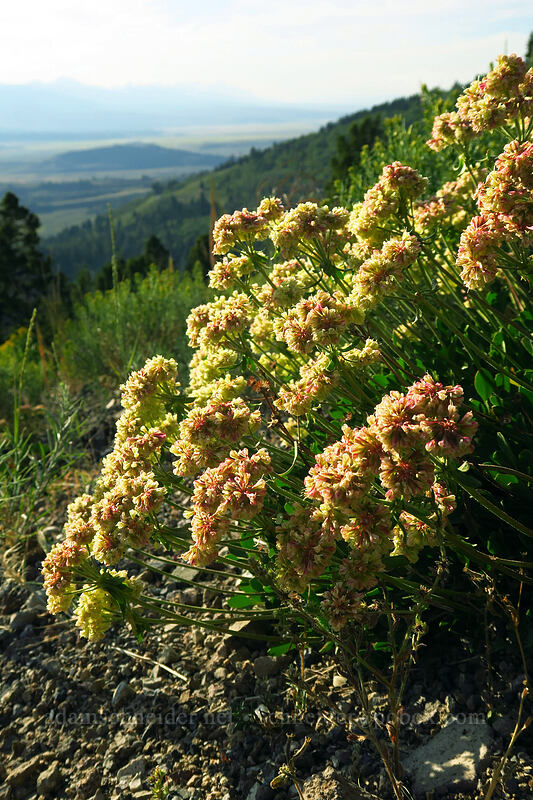 sulphur-flower buckwheat (Eriogonum umbellatum) [Bethine & Frank Church Overlook, Blaine County, Idaho]