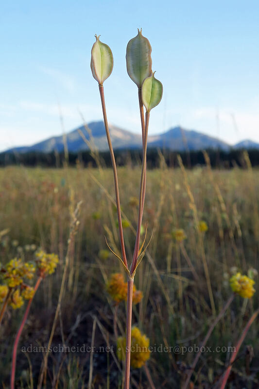 white mariposa lily seed capsules (Calochortus eurycarpus) [Sawtooth Valley, Blaine County, Idaho]