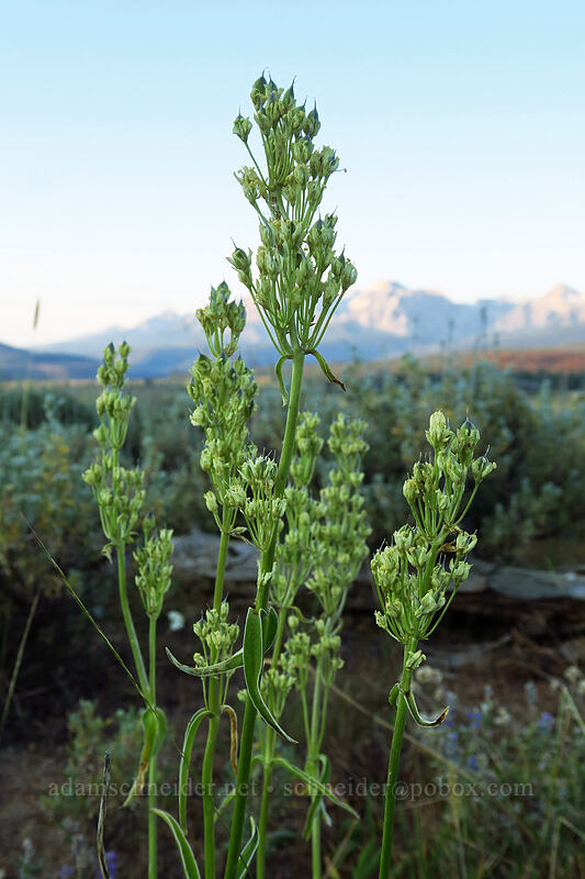 white frasera, going to seed (Frasera montana (Swertia montana)) [Cow Camp Road, Custer County, Idaho]