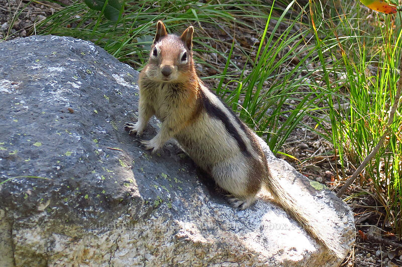 golden-mantled ground squirrel (Callospermophilus lateralis (Spermophilus lateralis)) [Iron Creek-Stanley Lake Trail, Sawtooth Wilderness, Custer County, Idaho]