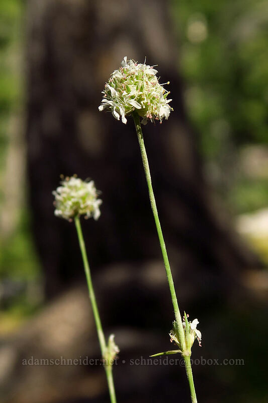 ball-head sandwort (Eremogone congesta (Arenaria congesta)) [Iron Creek-Stanley Lake Trail, Sawtooth Wilderness, Custer County, Idaho]