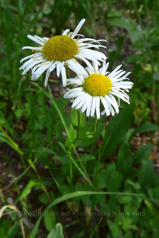 Coulter's fleabane (Erigeron coulteri) [Iron Creek-Stanley Lake Trail, Sawtooth Wilderness, Custer County, Idaho]