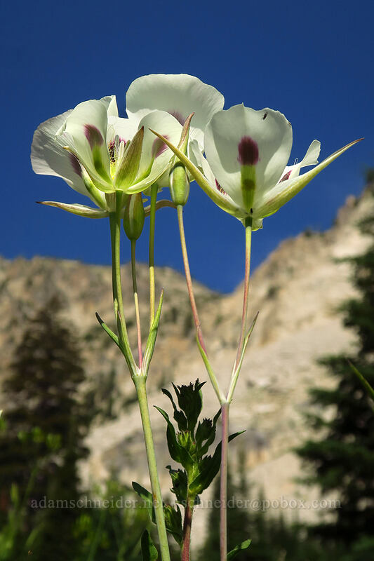 white mariposa lilies (Calochortus eurycarpus) [Iron Creek-Stanley Lake Trail, Sawtooth Wilderness, Custer County, Idaho]