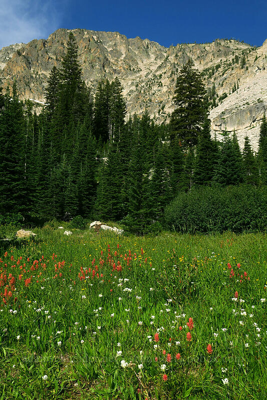 paintbrush & mariposa lilies (Castilleja miniata, Calochortus eurycarpus) [Iron Creek-Stanley Lake Trail, Sawtooth Wilderness, Custer County, Idaho]