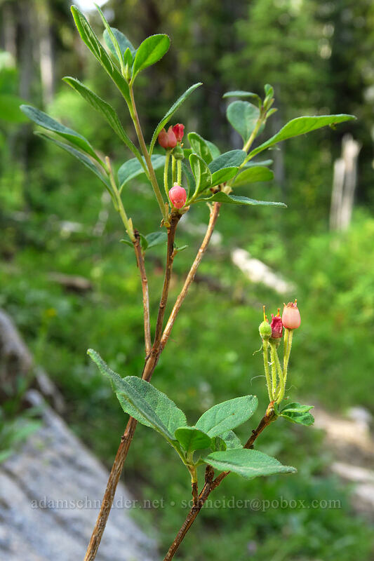 fool's huckleberry (Menziesia ferruginea (Rhododendron menziesii)) [Iron Creek-Stanley Lake Trail, Sawtooth Wilderness, Custer County, Idaho]