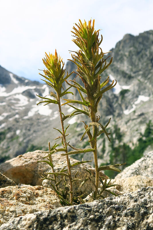 sticky paintbrush (Castilleja viscidula) [Iron Creek-Stanley Lake Trail, Sawtooth Wilderness, Custer County, Idaho]