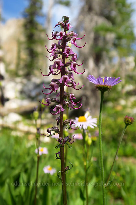elephant's-head lousewort (Pedicularis groenlandica) [Iron Creek-Stanley Lake Trail, Sawtooth Wilderness, Custer County, Idaho]
