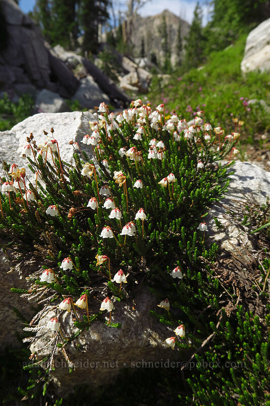 white mountain heather (Cassiope mertensiana var. gracilis) [Iron Creek-Stanley Lake Trail, Sawtooth Wilderness, Custer County, Idaho]