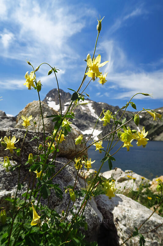 yellow columbine (Aquilegia flavescens) [North Fork Baron Trail, Sawtooth Wilderness, Custer County, Idaho]